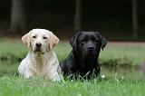 LABRADOR 410
